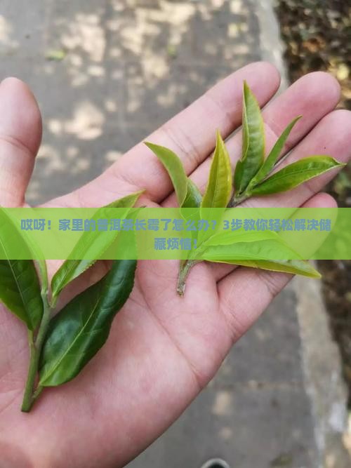 普洱茶起霉了怎么处理
