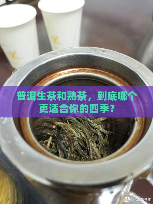 普洱生茶和熟茶什么季节喝