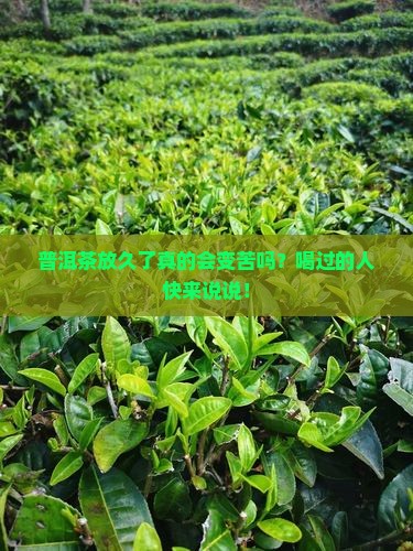 普洱茶放多会苦吗