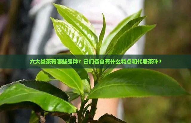 六大类茶有哪些品种