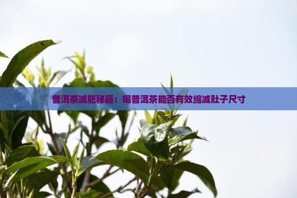 总喝普洱茶瘦肚子吗