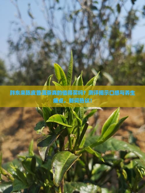 胖东来陈皮普洱茶测评