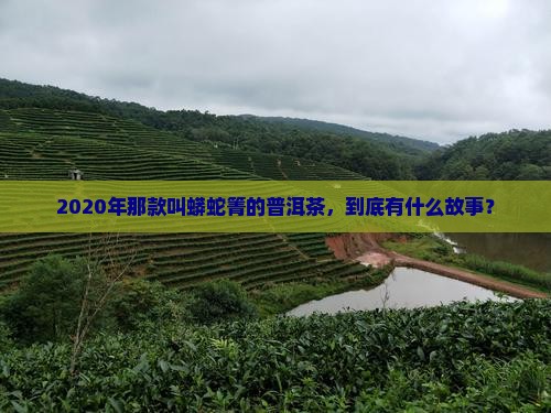 2020蟒蛇箐普洱茶