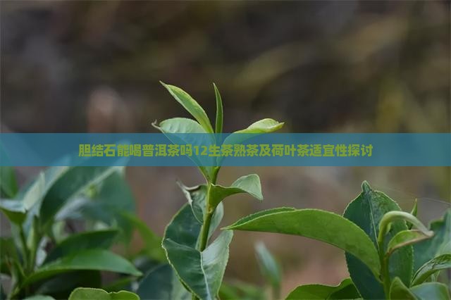 胆结石12能喝普洱茶吗