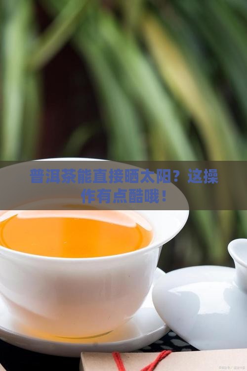 普洱茶可以直接晒太阳