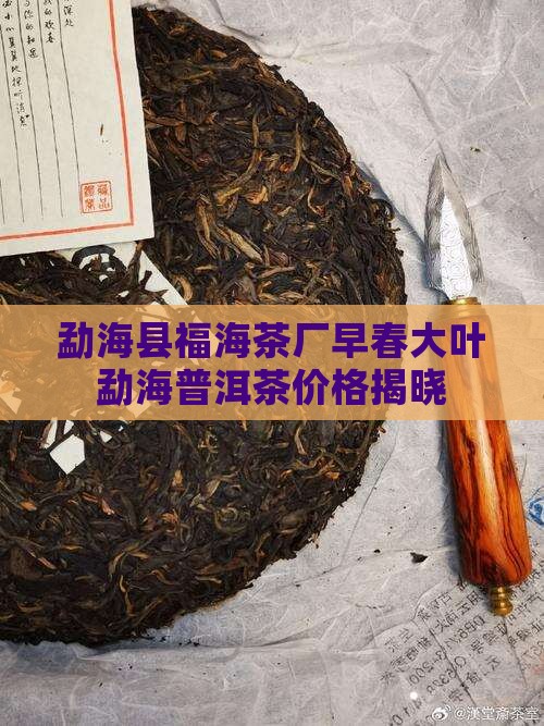 福海早春大叶普洱茶