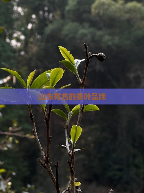 山东有名的茶叶品牌