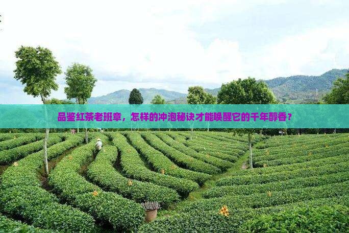 红茶老班章怎么饮用