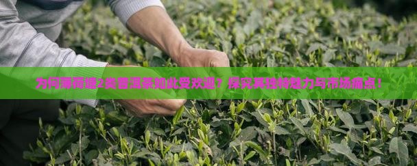 薄荷塘2类普洱茶