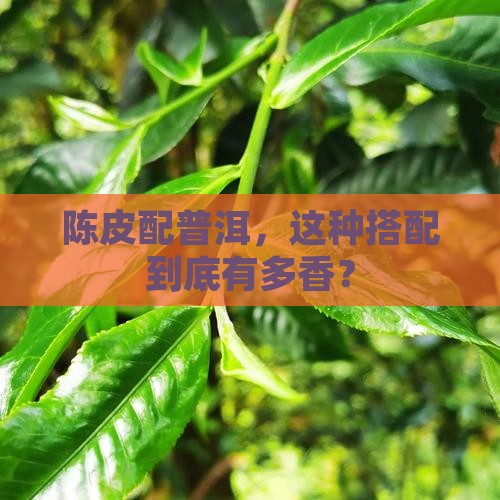怎样煮陈皮和普洱茶