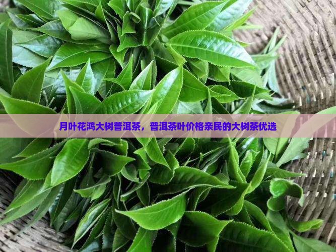 月叶花鸿大树普洱茶
