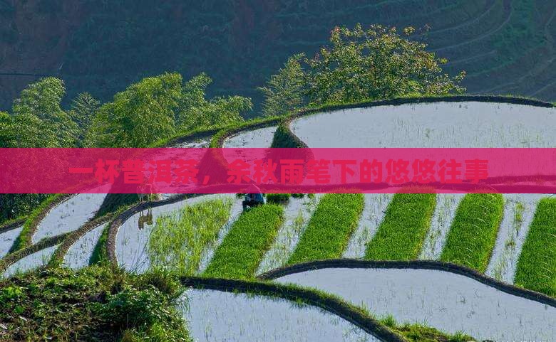 余秋雨散文普洱茶