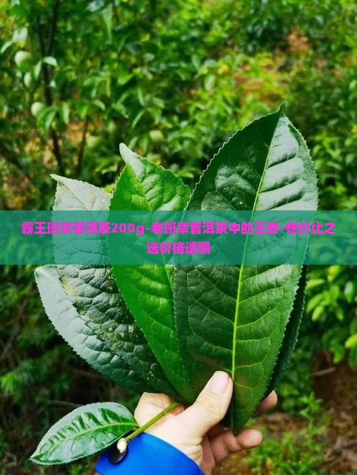 霸王班章普洱茶200g
