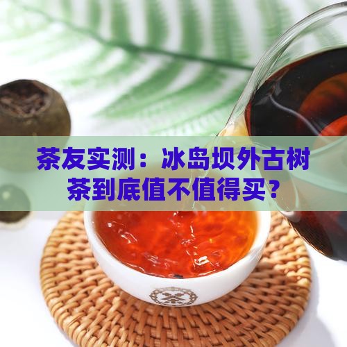 冰岛坝外古树茶