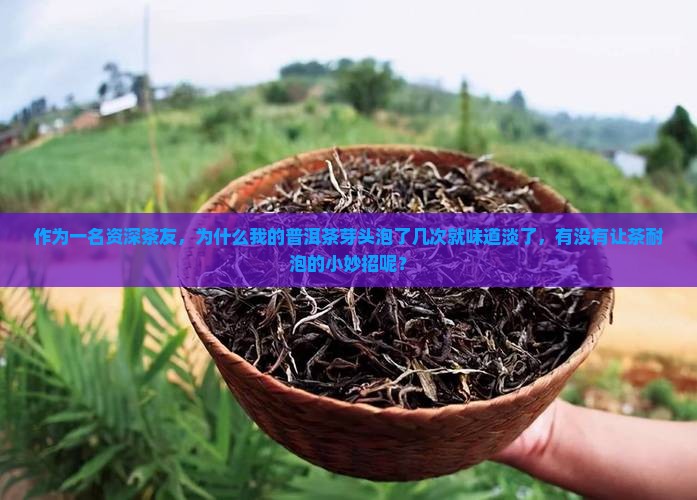 普洱茶芽头多不耐泡吗怎么办
