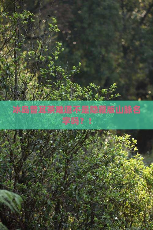 冰岛普耳茶是山名吗