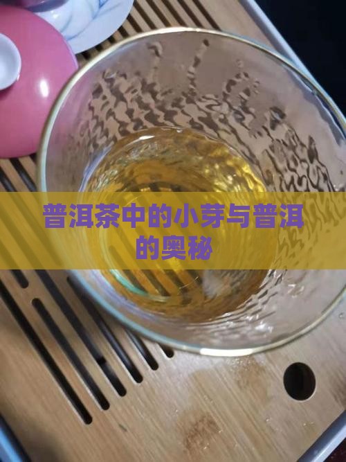 普洱茶中芽小芽