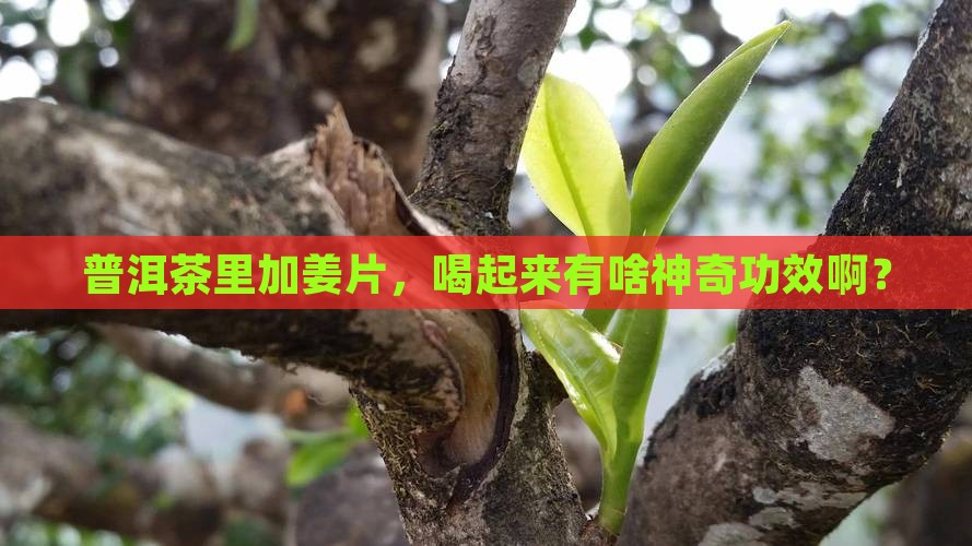 普洱茶放姜片有什么功效