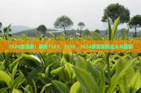 7520普洱茶