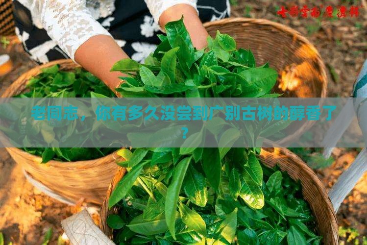 东和茶网老同志广别古树