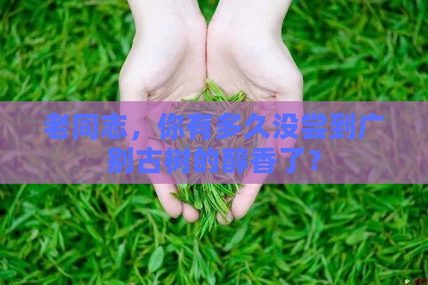 东和茶网老同志广别古树