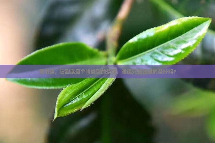 普洱茶属于什么类似的茶