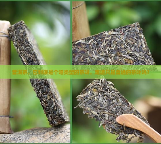 普洱茶属于什么类似的茶