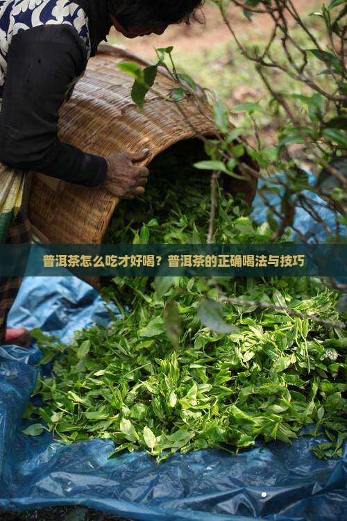 普洱茶怎么吃才好喝