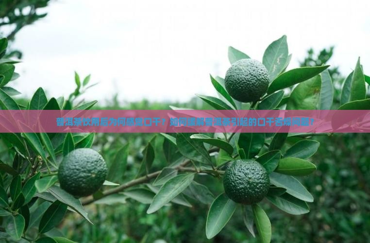 为何喝普洱茶感觉口干