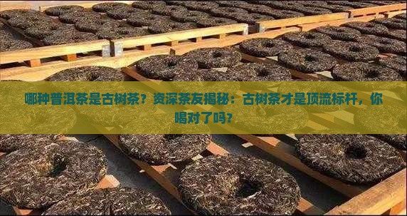 哪种普洱茶是古树茶