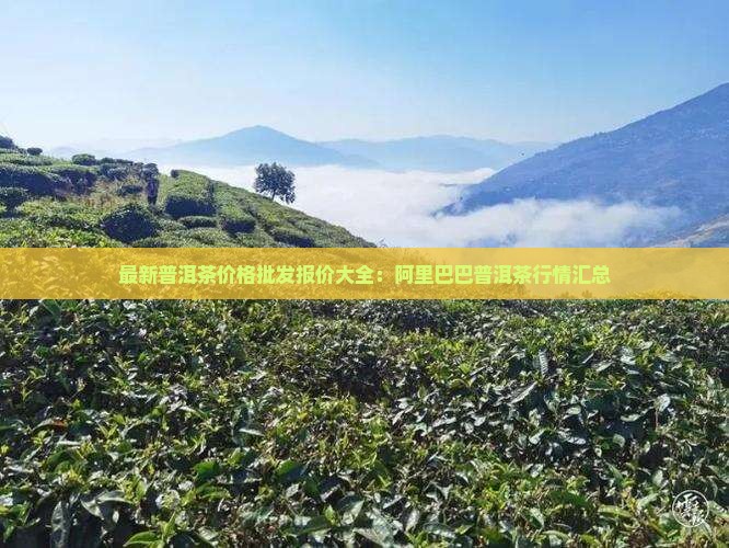 正规普洱茶多少钱