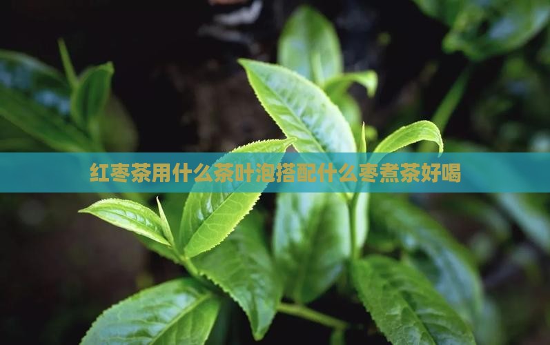 红枣茶用什么茶叶泡
