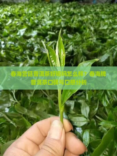 春海宫廷普洱茶好喝吗怎么样
