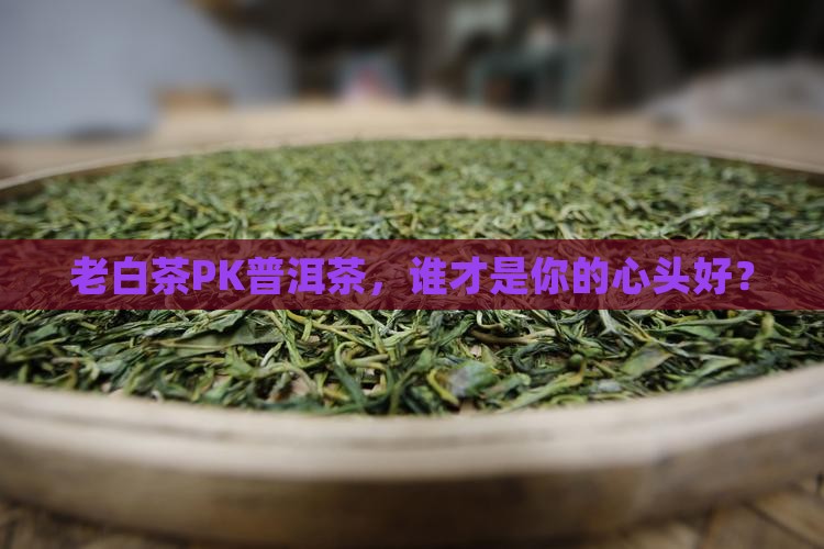 老白茶与普洱茶哪个好