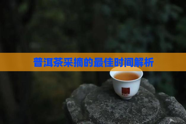 普洱茶什么季节釆