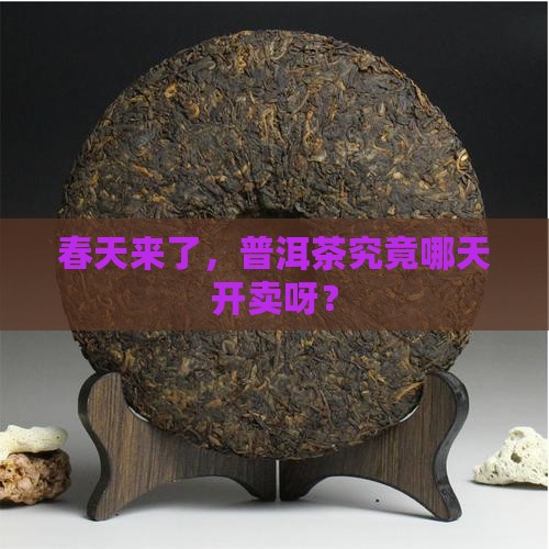 普洱茶啥时候上市卖