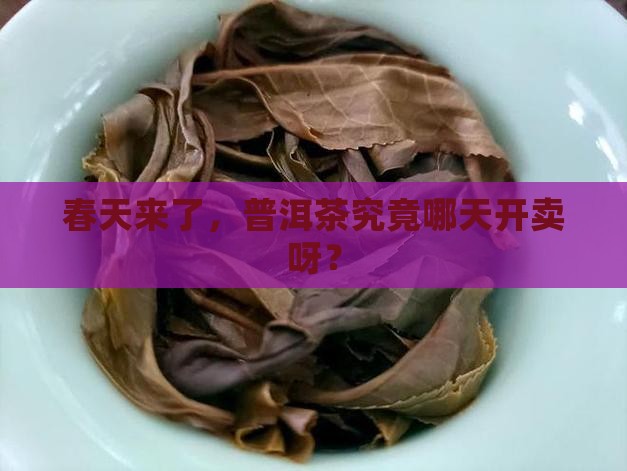 普洱茶啥时候上市卖