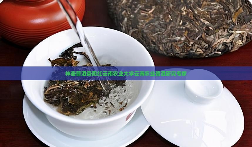 神奇的普洱茶周红杰