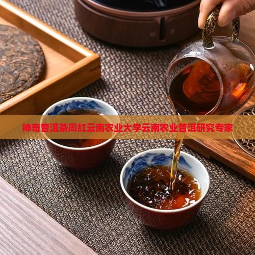 神奇的普洱茶周红杰