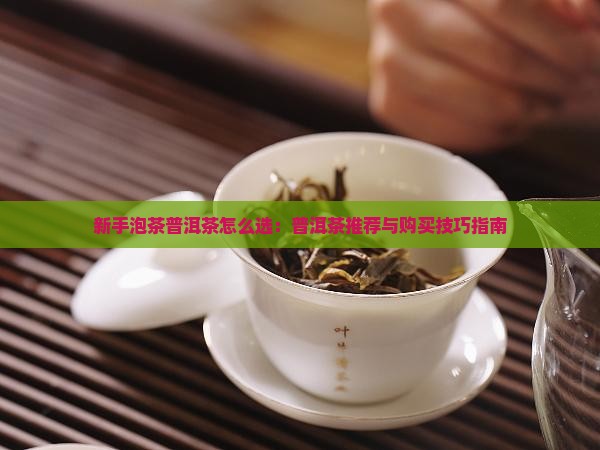 新手泡茶普洱茶怎么选