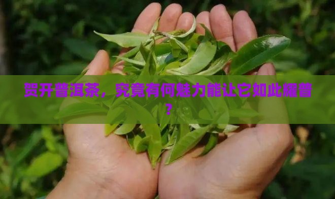 贺开普洱茶耀普