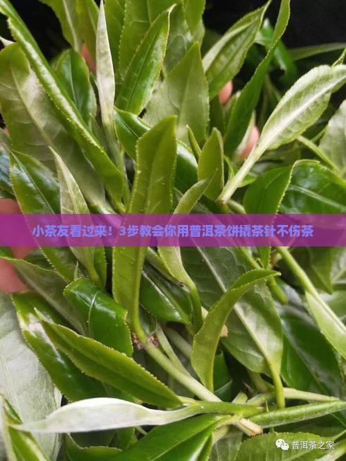 普洱茶饼撬茶针怎么用