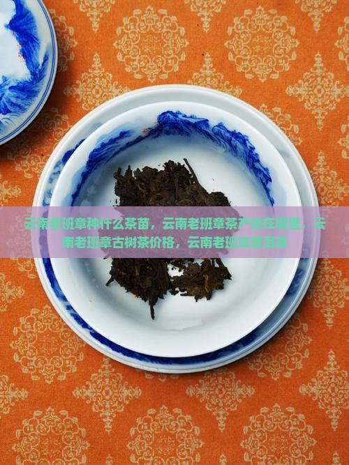 云南老班章种什么茶苗