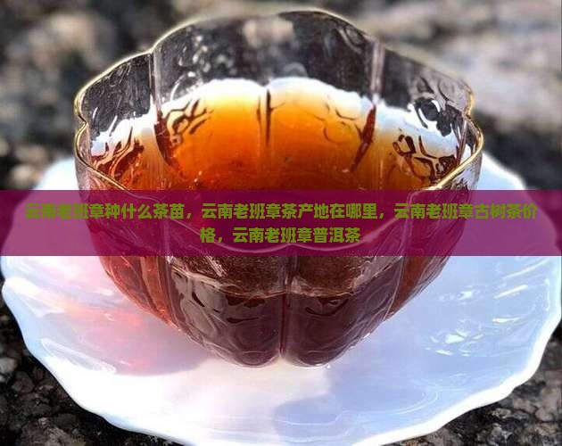 云南老班章种什么茶苗