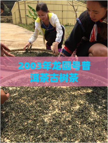 2003年龙园号古树茶