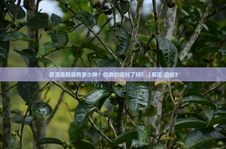 普洱茶有些什么种类品种