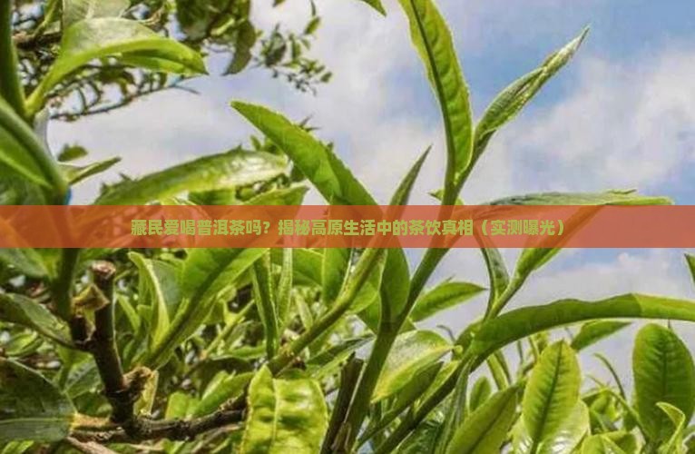 藏民爱喝普洱茶吗