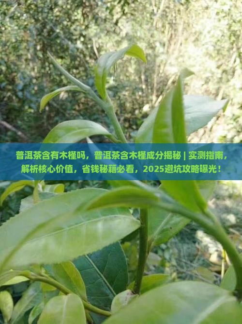 普洱茶含有木槿吗 普洱茶含有木槿吗