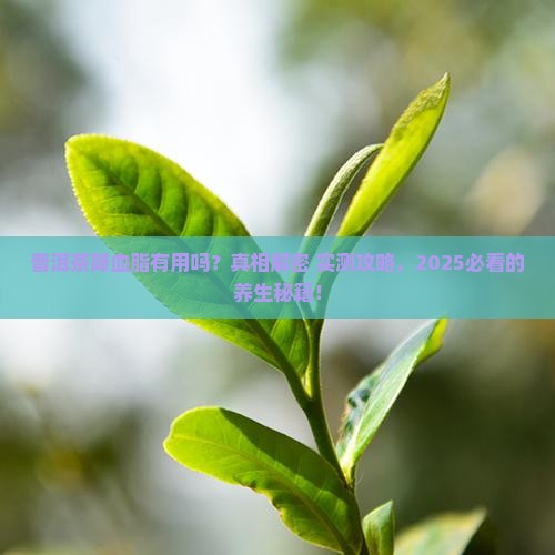 普洱茶降血脂有用吗