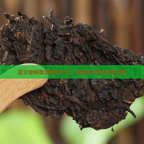区分老树普洱茶